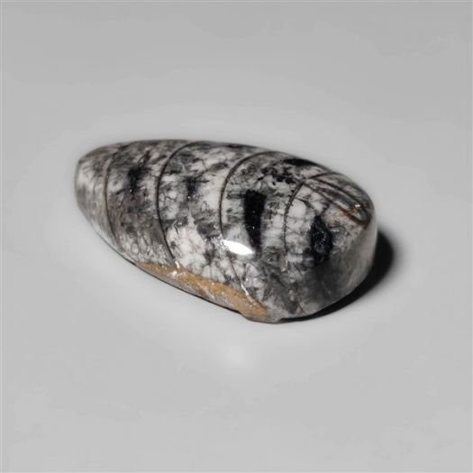 orthoceras-fossil-cabochon-n10501