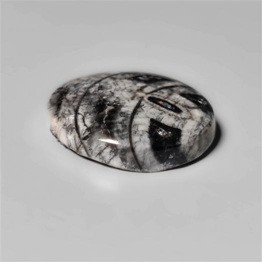 orthoceras-fossil-cabochon-n10505