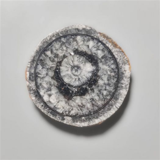 orthoceras-fossil-slice-n10539