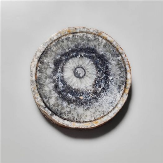 orthoceras-fossil-slice-n10540