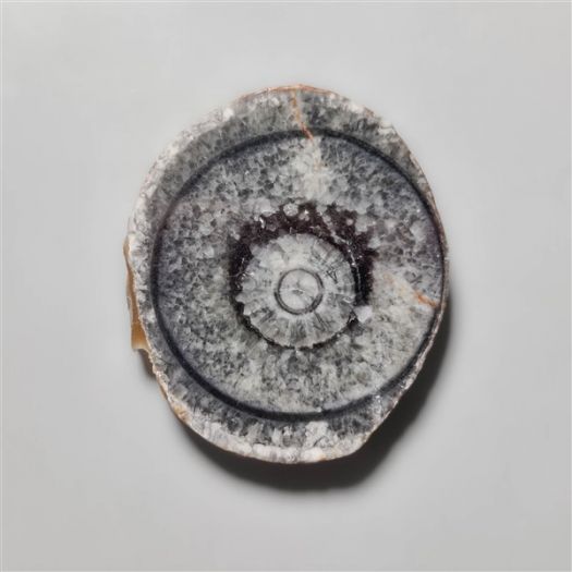 orthoceras-fossil-slice-n10543