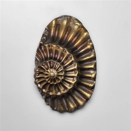 Rare Pyritized Ammonite Fossil Negative