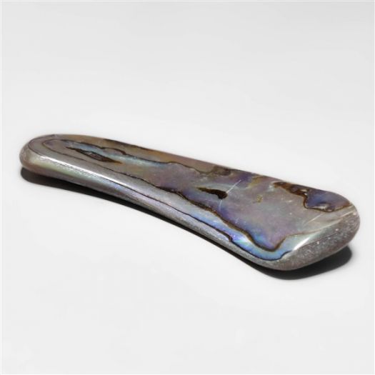 abalone-shell-raw-n15416