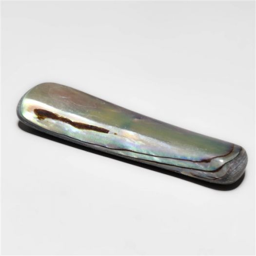 abalone-shell-n15420