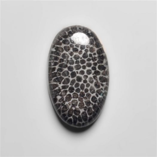 black-fossil-coral-n16652