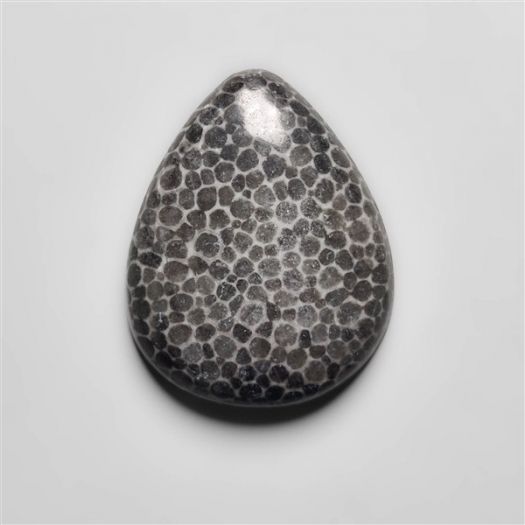 black-fossil-coral-n16653