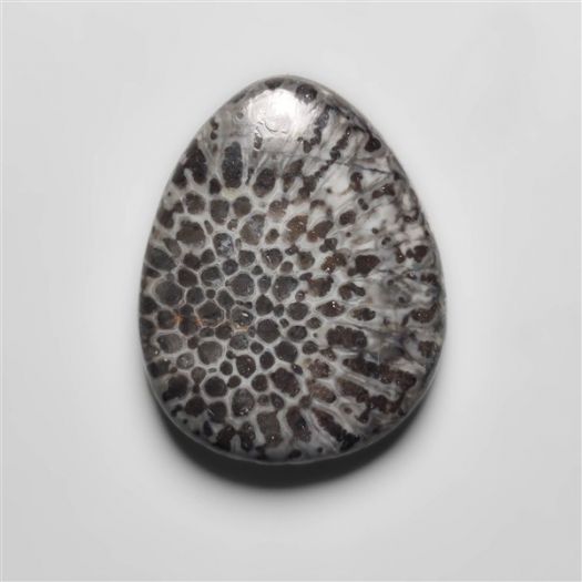 black-fossil-coral-n16655