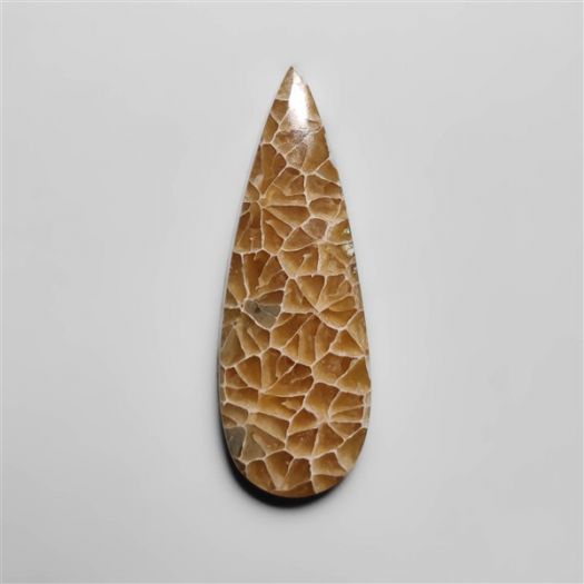 fossil-coral-cabochon-n18193