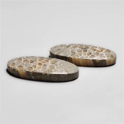 fossil-corals-pair-n18277
