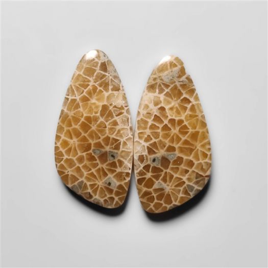 fossil-corals-pair-n18278