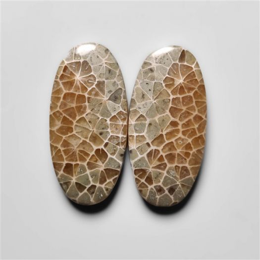 fossil-corals-pair-n18279