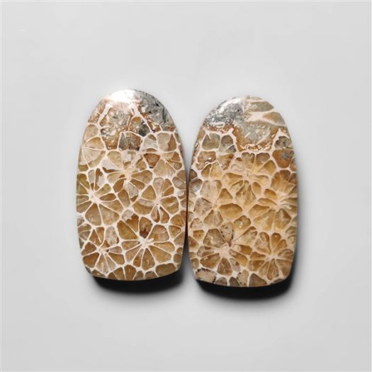 fossil-corals-pair-n18281