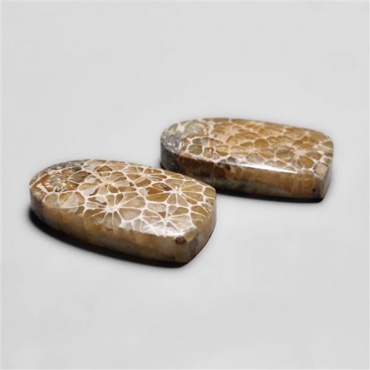 fossil-corals-pair-n18281