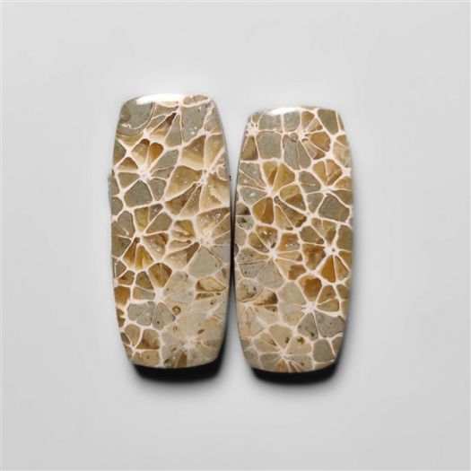 fossil-corals-pair-n18282