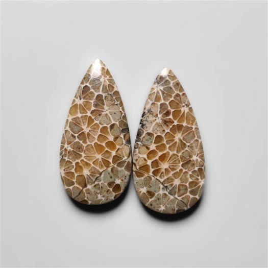 fossil-corals-pair-n18283