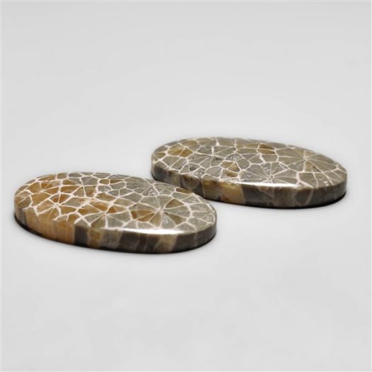 fossil-corals-pair-n18284