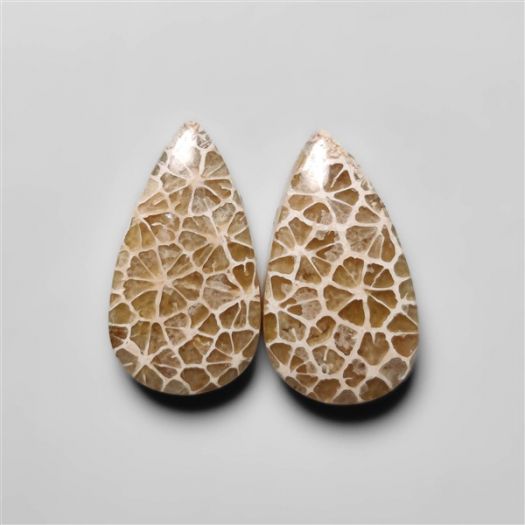 fossil-corals-pair-n18286