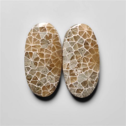 fossil-corals-pair-n18288