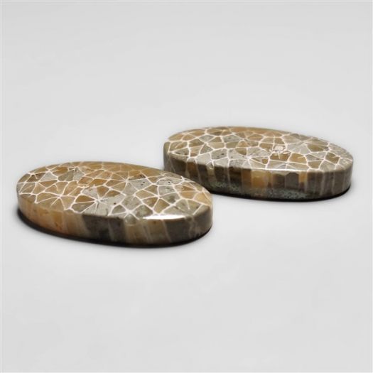 fossil-corals-pair-n18288