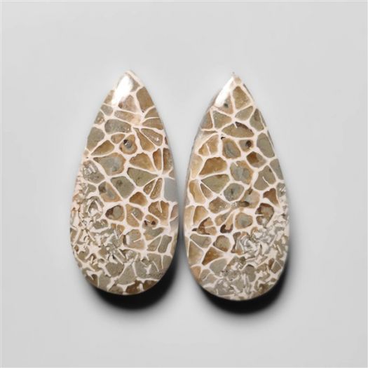 fossil-corals-pair-n18290