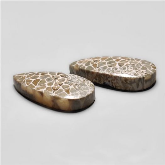 fossil-corals-pair-n18290