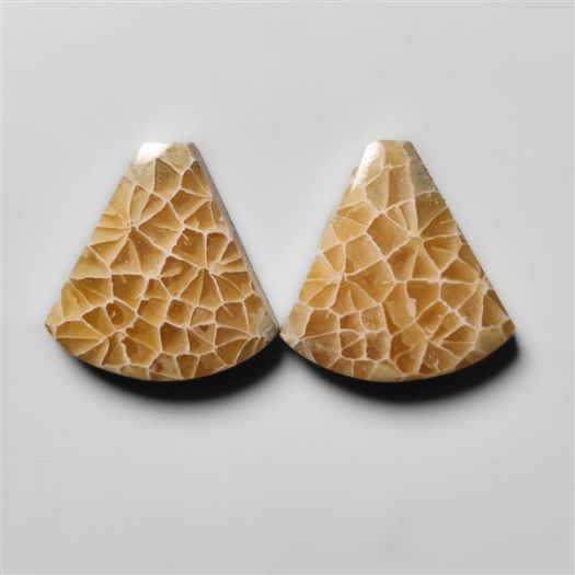 fossil-corals-pair-n18291