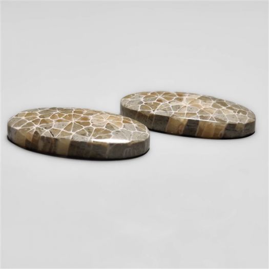 fossil-corals-pair-n18292
