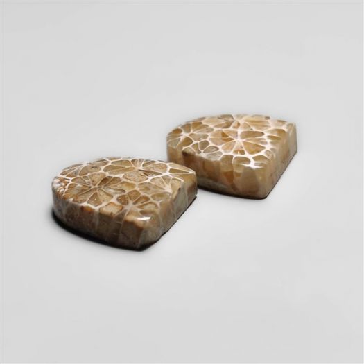 fossil-corals-pair-n18293