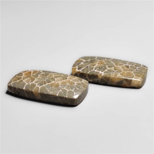 fossil-corals-pair-n18294
