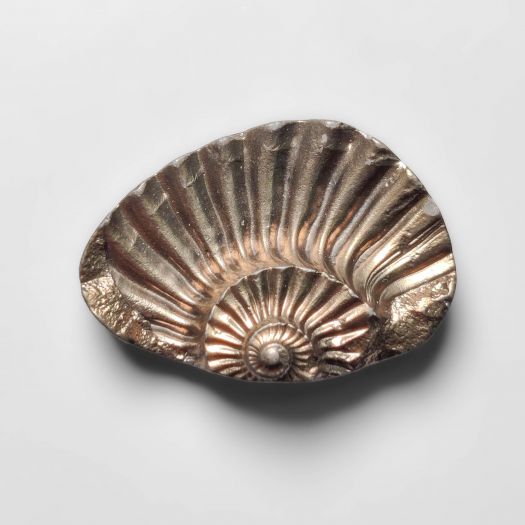 Rare Pyritized Ammonite Fossil Negative