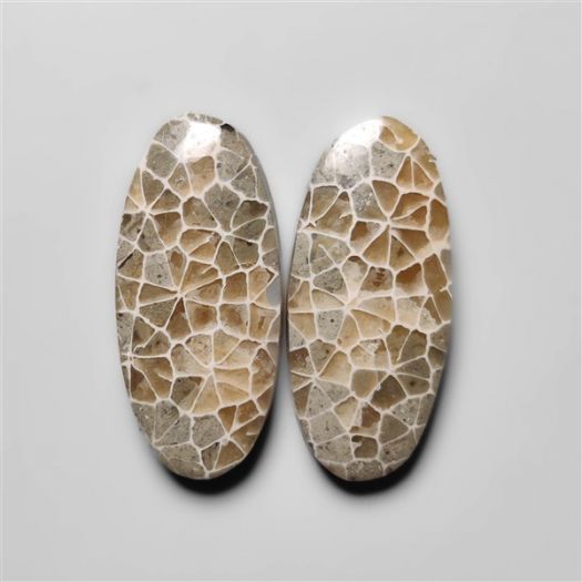 fossil-corals-pair-n18292