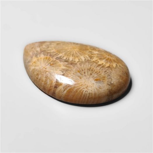 Fossil Coral Cabochon-N20304