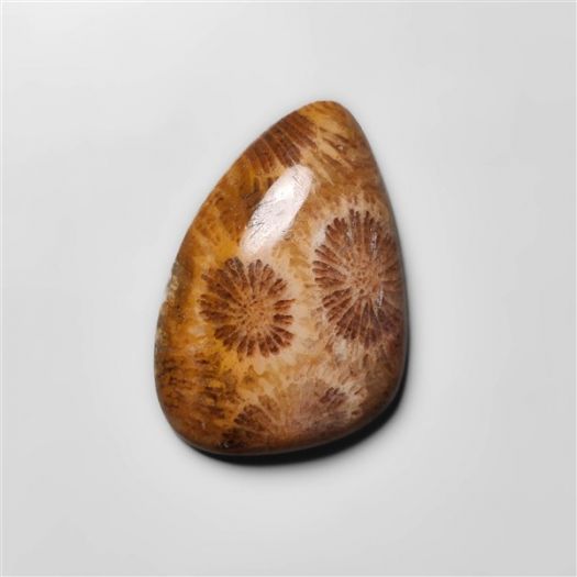 Fossil Coral Cabochon-N20305
