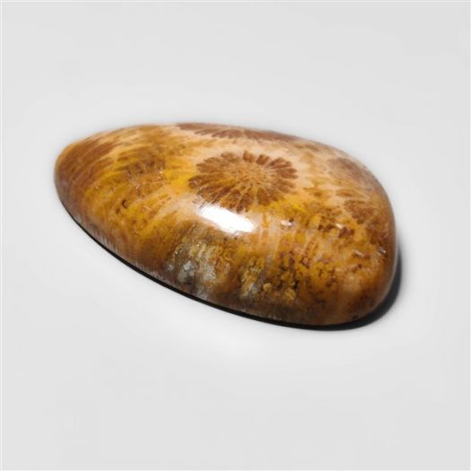 Fossil Coral Cabochon-N20305