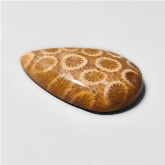 Fossil Coral Cabochon-N20306