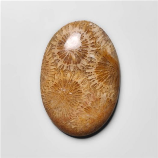 Fossil Coral Cabochon-N20307