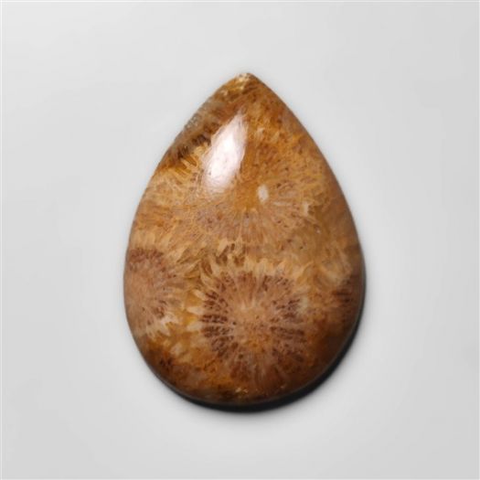 Fossil Coral Cabochon-N20308