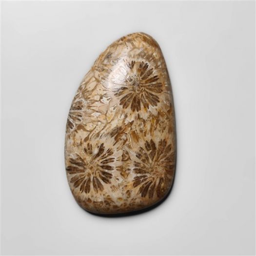 Fossil Coral Cabochon-N20309