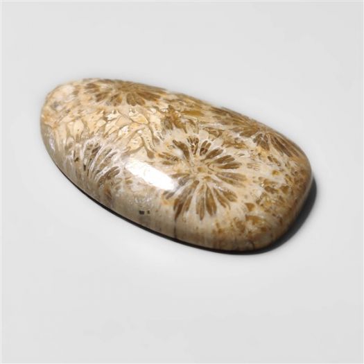 Fossil Coral Cabochon-N20309