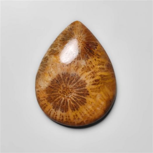Fossil Coral Cabochon-N20310