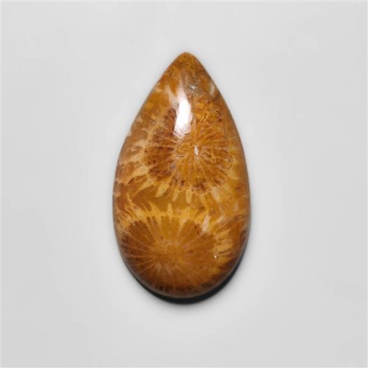 Fossil Coral Cabochon-N20311