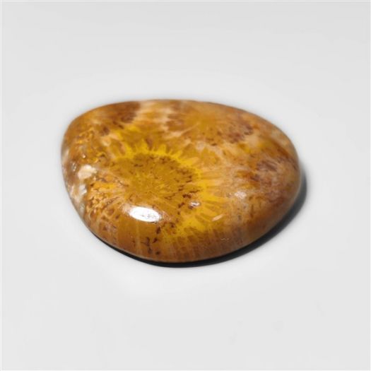 Fossil Coral Cabochon-N20312