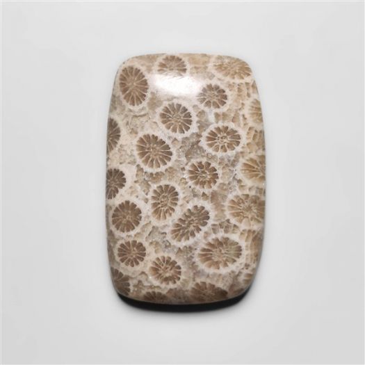 Fossil Coral Cabochon-N20313