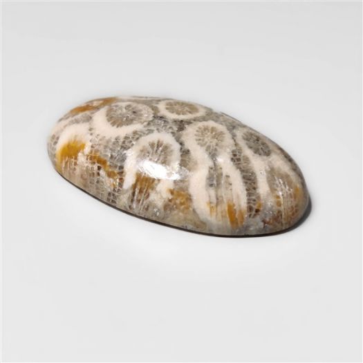 Fossil Coral Cabochon-N20314