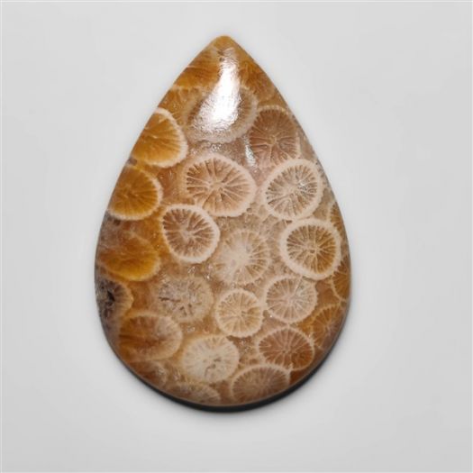 Fossil Coral Cabochon-N20317