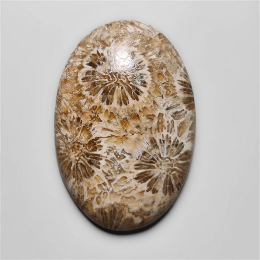 Fossil Coral Cabochon-N20318