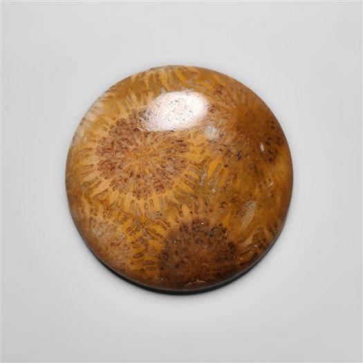 Fossil Coral Cabochon-N20321
