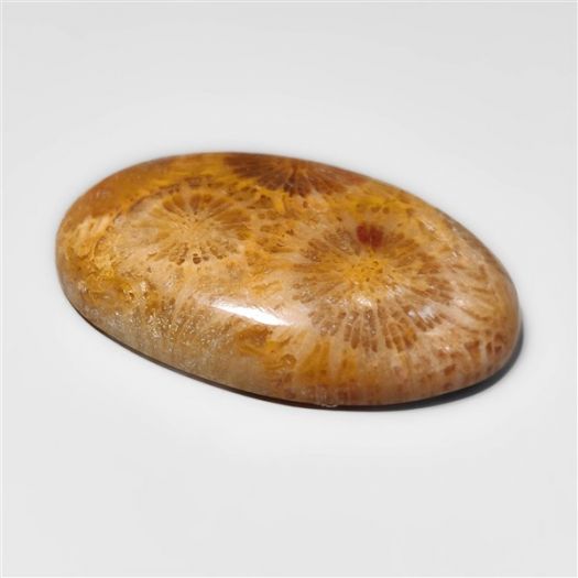 Fossil Coral Cabochon-N20322