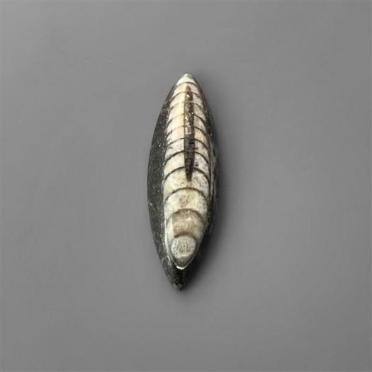 orthoceras-fossil-n2094