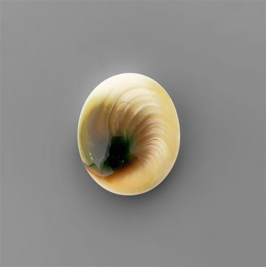 Shiva Eye Shell